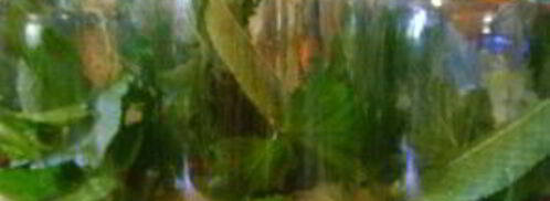 патиссоны, маринованные на зиму. Шаг 2