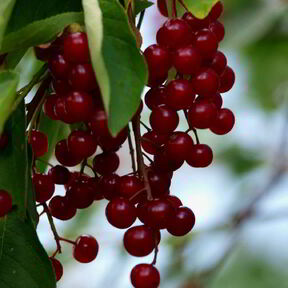 Простое варенье