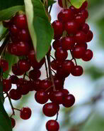 Варенье из красной черемухи