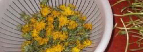 варенье из одуванчика для печени. Шаг 2