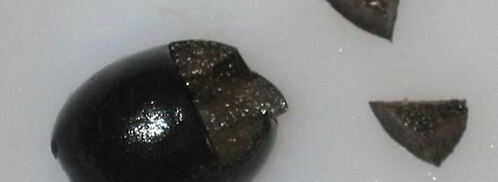 бутерброды кот и пес. Шаг 3