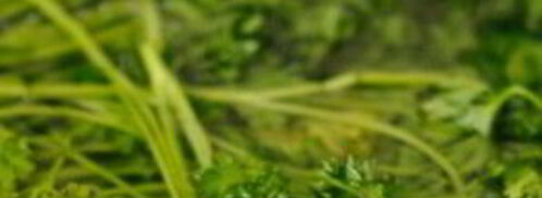 икра кабачковая с овощами. Шаг 4