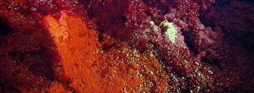 свекольная икра. Шаг 7