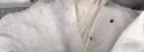 заливное из судака. Шаг 5