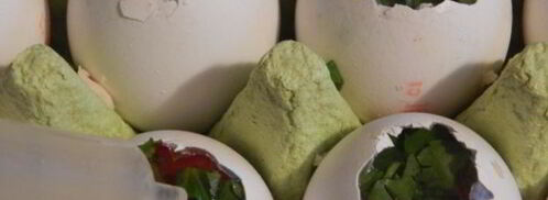 заливные яйца. Шаг 10